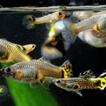 Tips Sederhana Tapi Efektif Agar Ikan Guppy Tetap Sehat