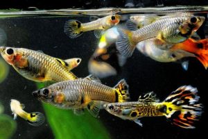 Tips Sederhana Tapi Efektif Agar Ikan Guppy Tetap Sehat