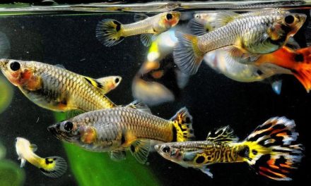 Tips Sederhana Tapi Efektif Agar Ikan Guppy Tetap Sehat