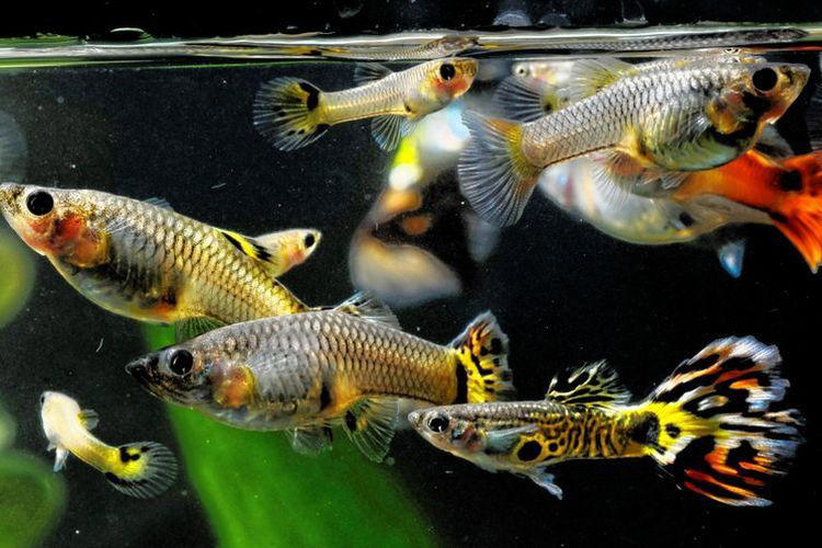 Tips Sederhana Tapi Efektif Agar Ikan Guppy Tetap Sehat
